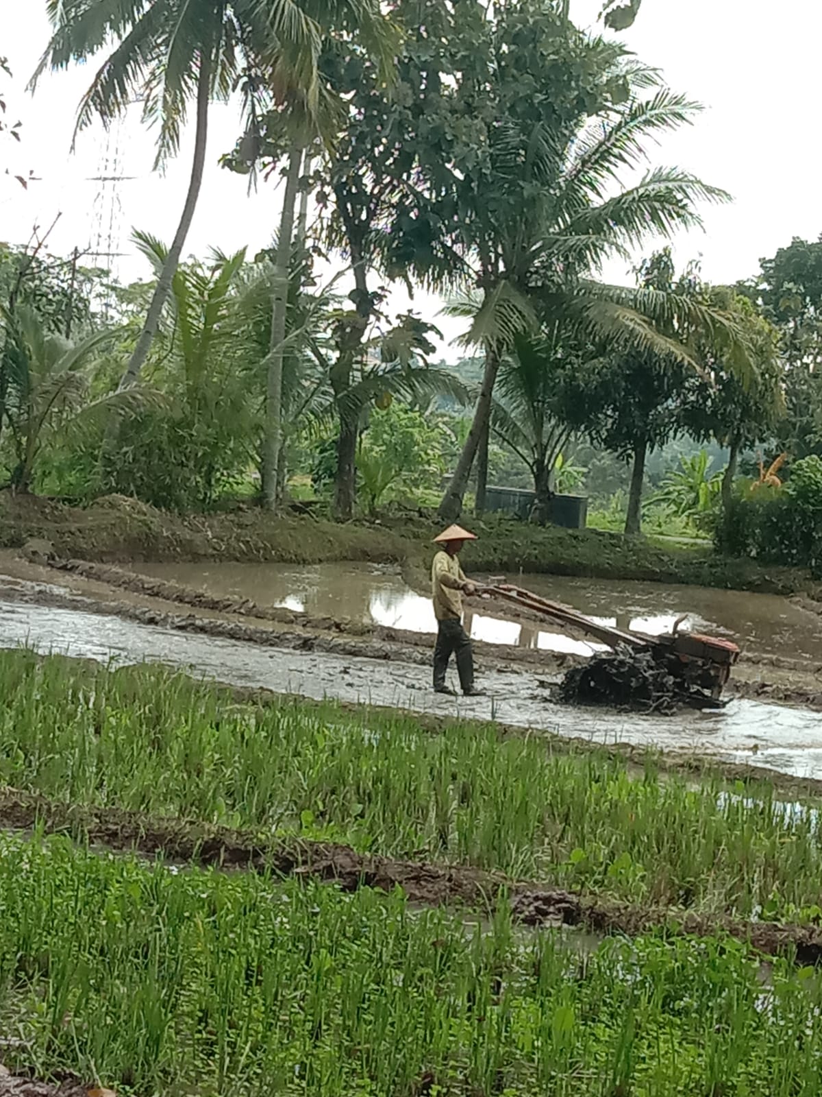 Minim Sosialisasi Solar Subsidi, Petani dan Jasa Traktor Sawah di Kabupaten Semarang Jadi Korban